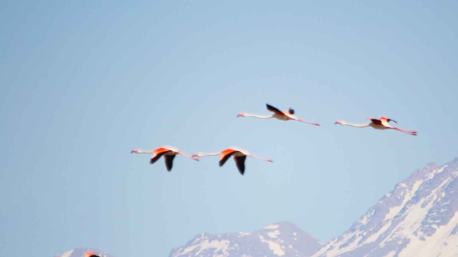Flamingo